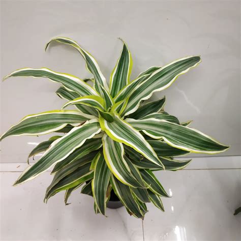 Dracaena Deremensis 'Warneckii Green White' - NurseryBuy