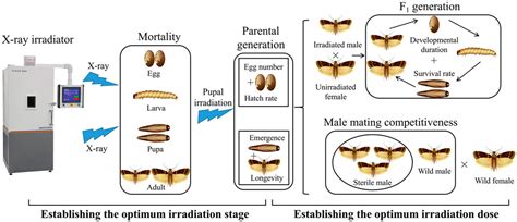 Frontiers Effects Of X Ray Irradiation On Biological Parameters And