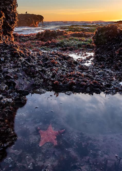 Half Moon Bay Sea Star The Intersection Of Sunset And Low Flickr