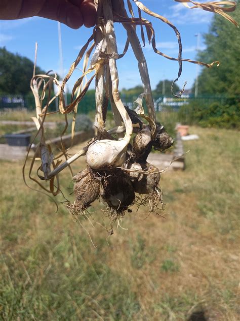Royston Tesco Community Garden