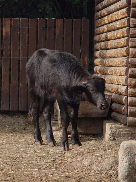 Image Bubalus Arnee F Bubalis Domestic Water Buffalo