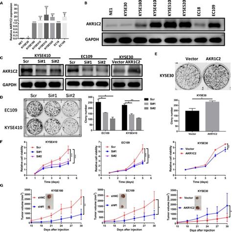 Akr1c2 Promotes Escc Cell Proliferation In Vitro And In Vivo A B