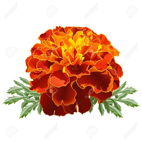 Marigold Clipart 19 Free Cliparts Download Images On Clipground 2025