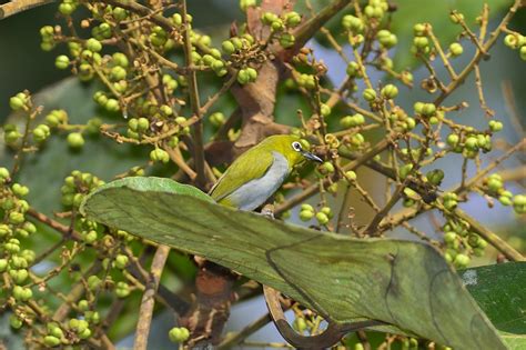 Zosterops Everetti Tahanensis Everett S White Eye Benjamin Naden