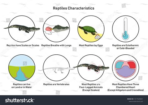 Ectotherm Images, Stock Photos & Vectors | Shutterstock