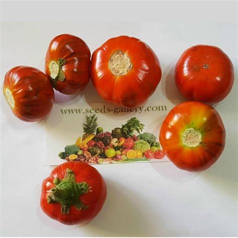 Turkish Orange Eggplant Seeds Solanum Aethiopicum Price