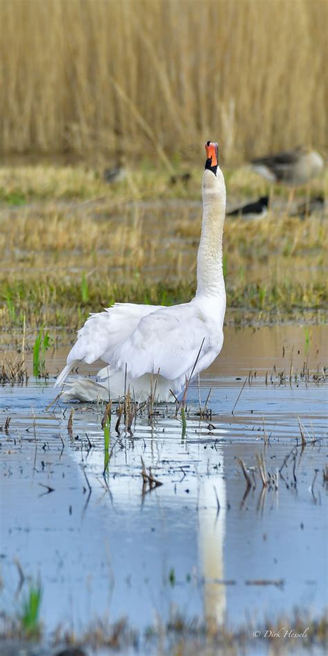 Mute Swan Knobbelzwaan Stummer Schwan Dirk Hessels Flickr