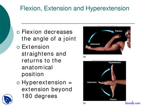 Flexion, Extension and Hyperextension -Human Physiology and Anatomy ...