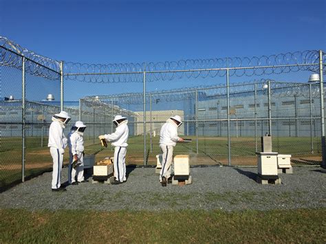 Prisoners maintain bee hives at Dooly State prison | 13wmaz.com