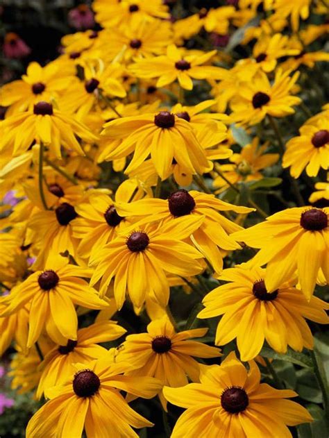 14 Drought Tolerant Perennials That Can Survive Tough Summers Artofit