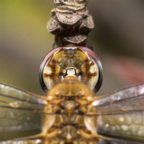 Guruprasad Iyer Photography — Behind The Compound Eyes of Dragonfly! # ...