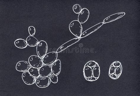 Saccharomyces Cerevisiae Yeast Scientific Illustration Stock Photo