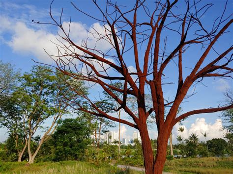 Jurong Lakeside Garden Singapore Ramboll Studio Dreiseitl