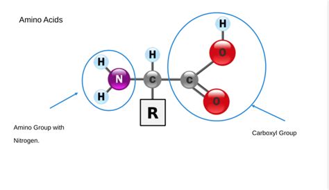 Unit 1 Macromolecules Diagram Quizlet