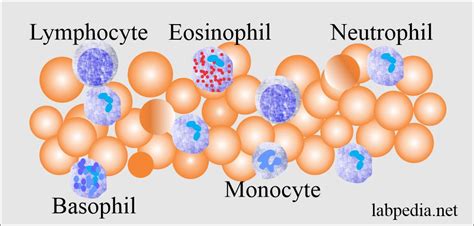 Complete blood count (CBC):- Part 1 – Differential count (CBC With Platelets), Peripheral blood ...