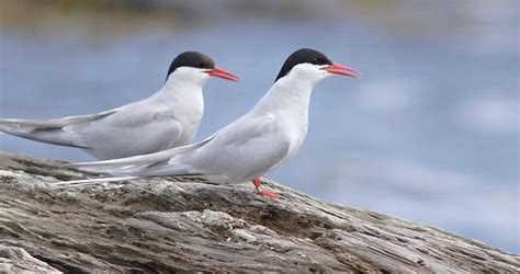 Arctic Tern Overview All About Birds Cornell Lab Of Ornithology