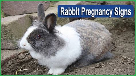 Rabbit Pregnancy Signs and Symptom: What to Look Out For - Rabbits Advisor