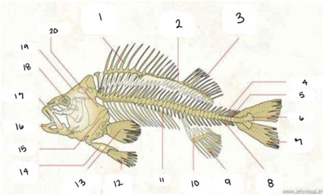 Fish Anatomy Flashcards | Quizlet