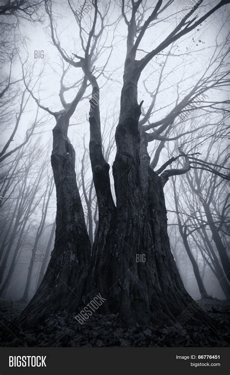 Trees Haunted Forest Image And Photo Free Trial Bigstock