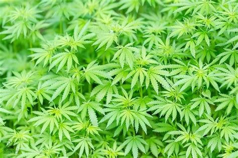 Cannabis Sativa Cultivo Usos E Información útil Beneficios Y