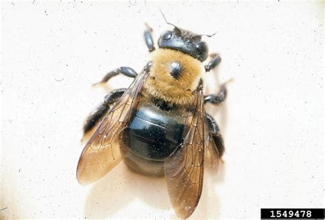 Carpenter Bees | Home & Garden Information Center