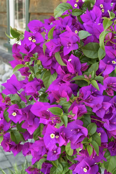 Sunrise Greenhouse Grand Blanc » Bougainvillea Bush