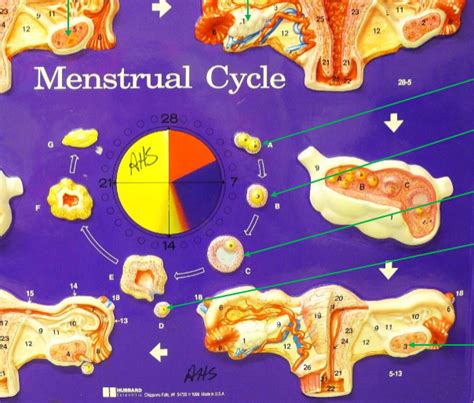 Reproductive 1 Diagram | Quizlet