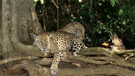 Jaguar cubs - Graham Boulnois