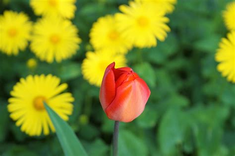 Tulip Flower Red Free Photo On Pixabay Pixabay