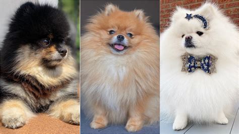 9 curiosidades sobre os lulus da pomerânia uma das raças caninas mais