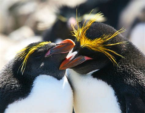 Macaroni - Falklands Conservation