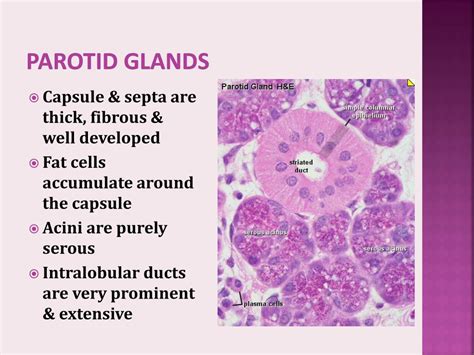 Submaxillary Gland Histology