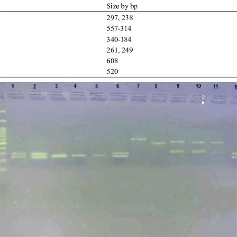 Pcr Products From Six Candida Species Lanes Dna Ladder Bp