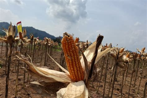 Bulog Lampung Menargetkan Serap Panen Jagung Petani 5 000 Ton ANTARA News