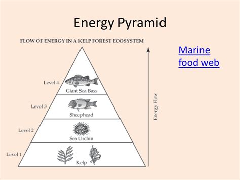 Kelp Forest Energy Pyramid