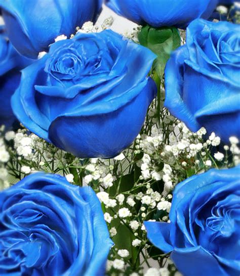 Blue Roses Delivery Lilubee Worldwide