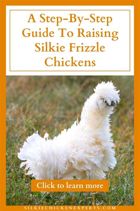 Step-by-Step Guide To Raising Silkie Frizzle Chickens | Silkies, Silkie ...