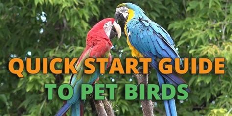 Owning A Parrot: How to Take Care Of A Parrot, A Quick Start Guide