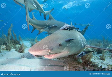 Lemon Shark Bahamas Royalty-Free Stock Photo | CartoonDealer.com #113993235