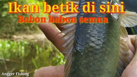 Mancing Ikan Betik Pake Umpan Kroto Dapatnya Babon Babon Semua Youtube