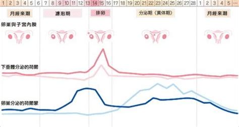 月经三十天变化图 宫颈月经周期高清图片 伤感说说吧