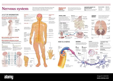 Infographics Of The Human Nervous System In Detail In The Spinal Cord