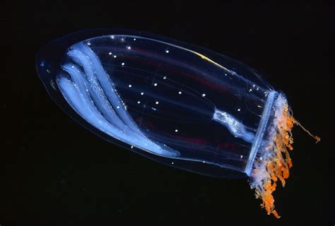 Beautiful Bioluminescent Creatures Light Up The Deep Ocean Deep Sea