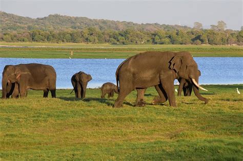 Tripadvisor Excursion privée d une journée à Sigiriya Dambulla et