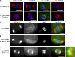 Cdk Inhibits Recruitment Of Dhc To Meiotic Spindle Poles