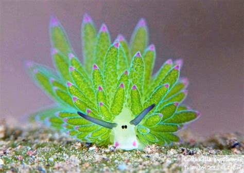 This Sea Slug Looks Like A Day-Glo Sheep And Can Photosynthesize Its ...