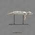 Articulated Manatee Skeleton - Bone Clones - Osteological Reproductions