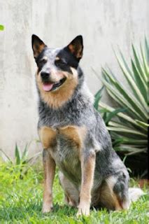 Breeds Dog: Blue Heeler Dog Temperament