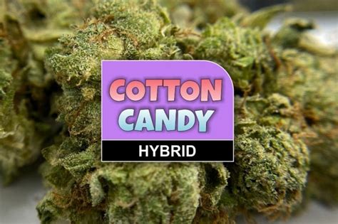 Cotton Candy Strain Review and Information - The Chronic Beaver