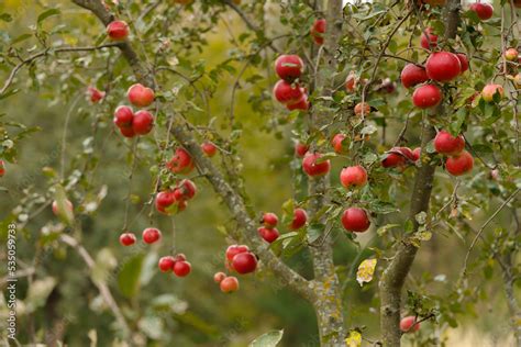 Scab Disease Of The Apple Tree And Its Fruits Stock Photo Adobe Stock